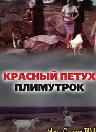 Красный петух плимутрок