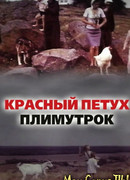 Красный петух плимутрок