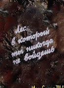 Лес, в который ты никогда не войдешь