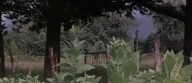 Чегемский детектив