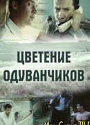 Цветение одуванчиков