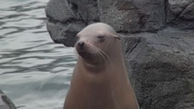 Норвегия 3D: Дикая природа