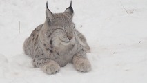 Норвегия 3D: Дикая природа