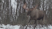 Норвегия 3D: Дикая природа
