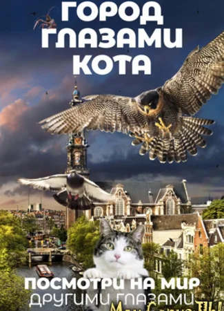 Город глазами кота