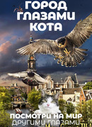 Город глазами кота