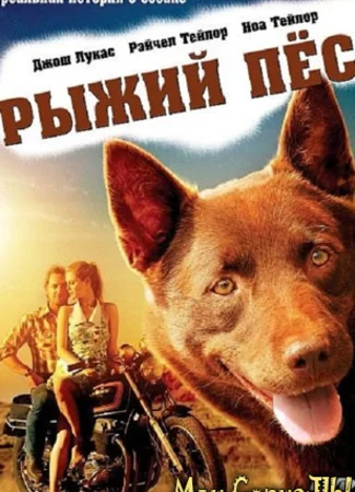 Рыжий пес