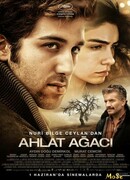 Дикая груша