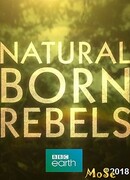 Прирожденные бунтари сезон 1