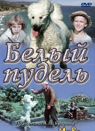 Белый пудель