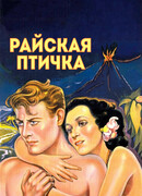 Райская птичка