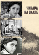 Чинара на скале