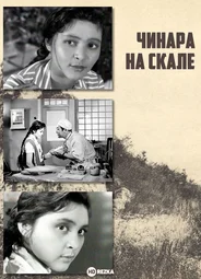 Чинара на скале