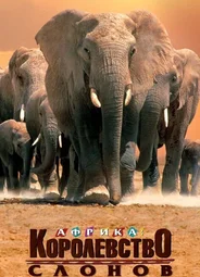 Африка — королевство слонов
