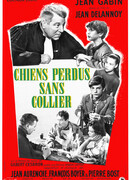 Бродячие собаки без ошейников