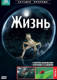 BBC: Жизнь