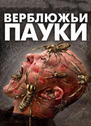 Верблюжьи пауки