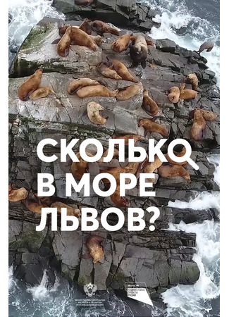 Сколько в море львов?