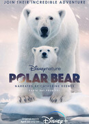 Белая медведица